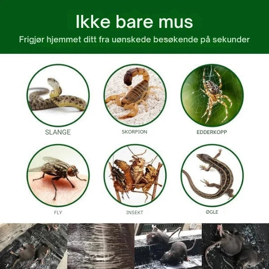 Main plaçant un appât au centre du piège