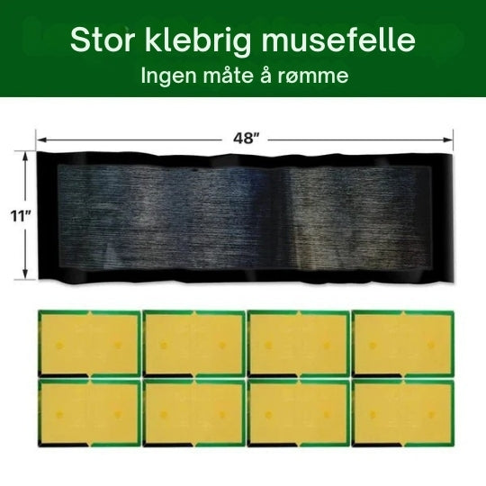 Piège collant installé le long d'un mur intérieur